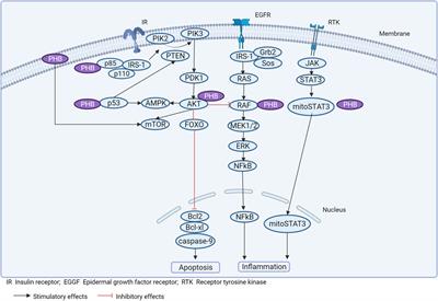 Prohibitions in the meta-inflammatory response: a review